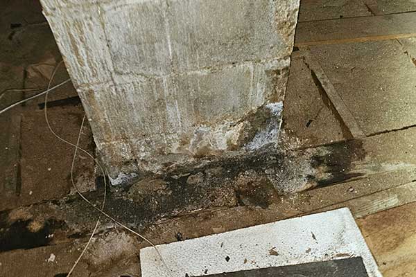 Mold Inspection Services Mold Inspection Services